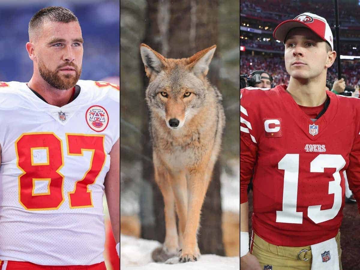 What Nfl Player Got Attacked by a Coyote
